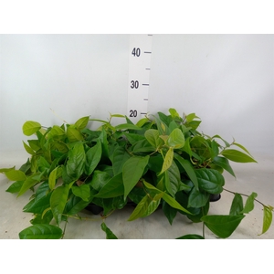 Ficus sagittata