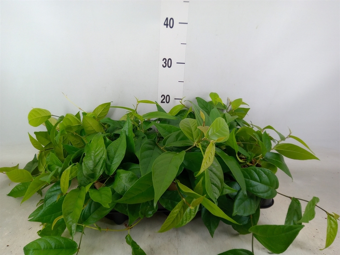 <h4>Ficus sagittata</h4>