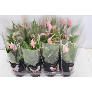 ANTHURIUM LILLI P09 PREMIUM