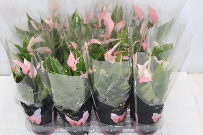 <h4>ANTHURIUM LILLI P09 PREMIUM</h4>