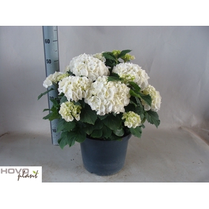 HYDR M CRYSTAL PALAC