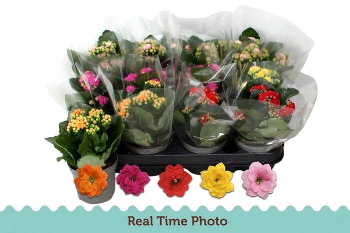 <h4>KAL GE GEM 5 KL</h4>