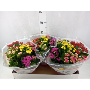 Kalanchoe blos.   ..rosebud mix/pot