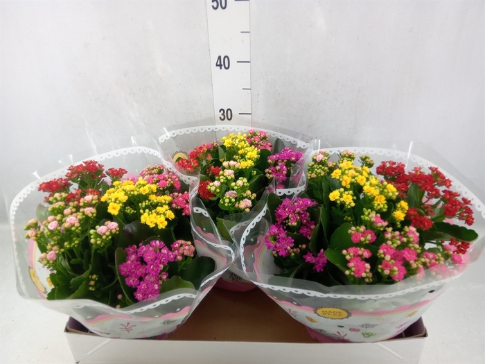 <h4>Kalanchoe blos.   ..rosebud mix/pot</h4>