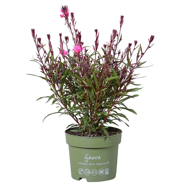 <h4>Gaura lindheimeri</h4>
