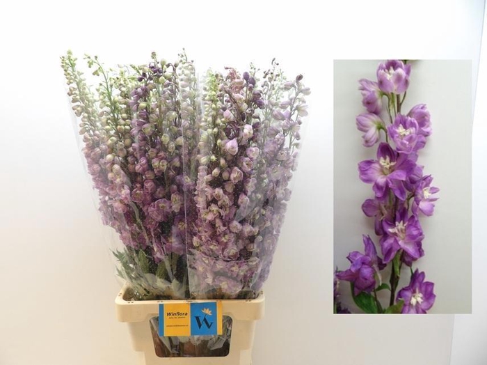 <h4>DELPH DU OV roze</h4>