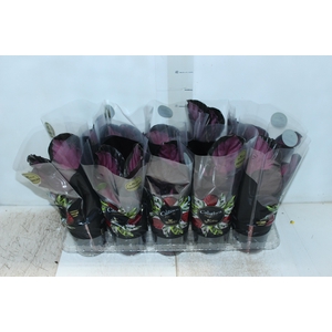 CALATHEA ROSEA PICTA CRIMSON P12