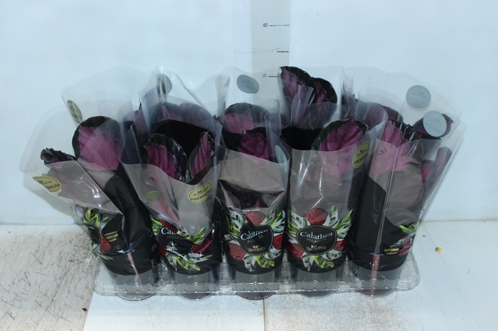 <h4>CALATHEA ROSEA PICTA CRIMSON P12</h4>