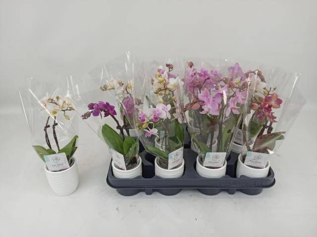 <h4>PHAL MINI</h4>