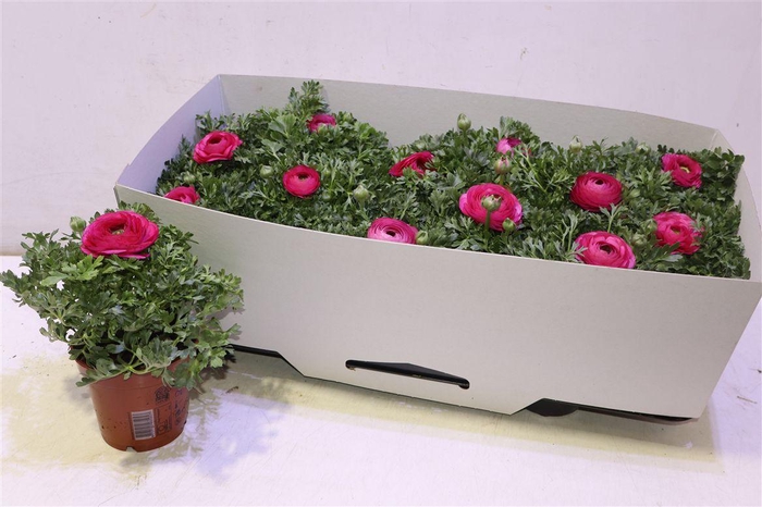 <h4>Ranun Sprink Pink</h4>