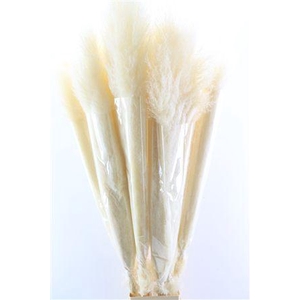 DRY CORTADERIA  WHITE