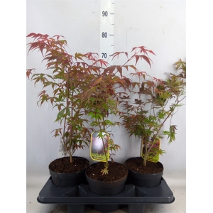 Acer palmatum 'Atropurpureum'