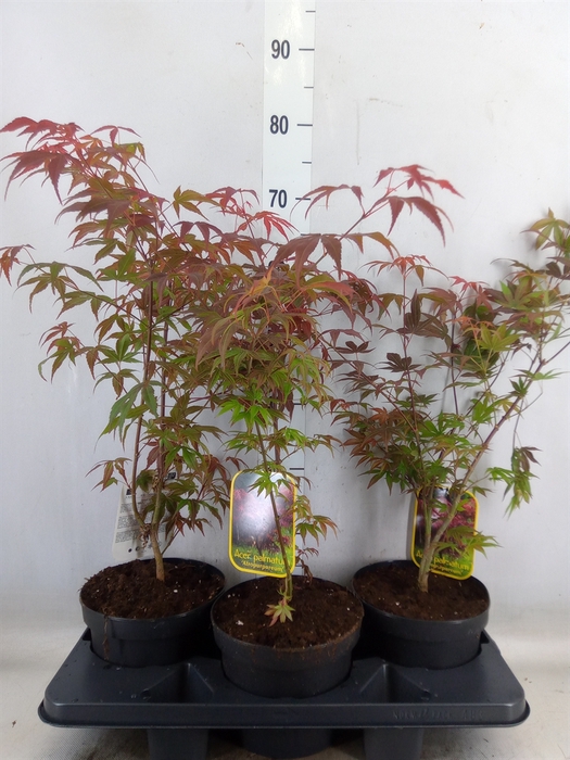 <h4>Acer palmatum 'Atropurpureum'</h4>