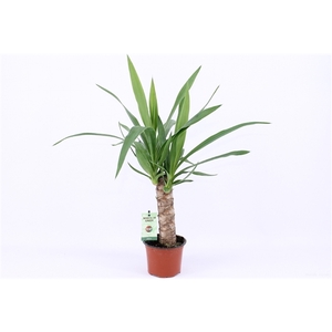 Yucca 25cm Hout 2+ kop