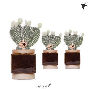 Kolibri Greens Opuntia white in Classy Cube pot