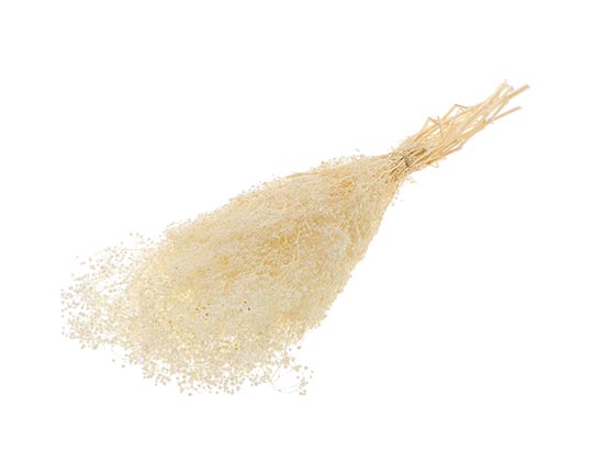 Bunch Gypsophila Pres.Slv 100g L40/50