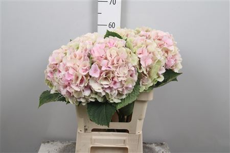 <h4>Hydr Cl M Verena Champagne</h4>