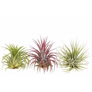 tillandsia ionantha mix. (ionantha groen/ionantha rood/ionantha rubra)