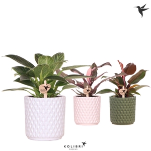 Kolibri Greens Philodendron mix in Diamond pot mix