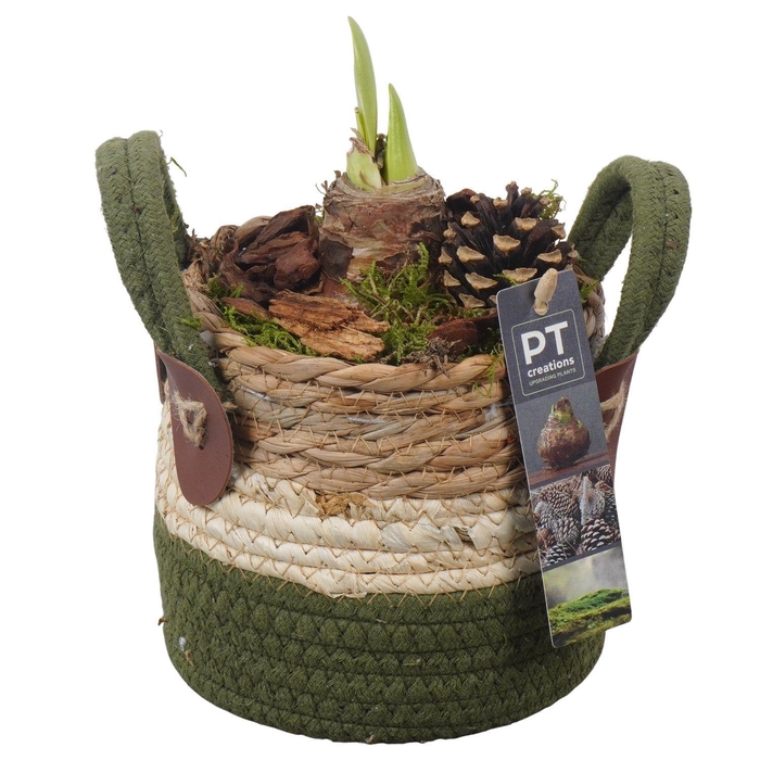 <h4>Arr.  Hippeastrum  L%</h4>