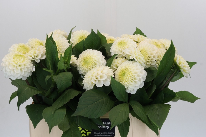 Dahlia Caro
