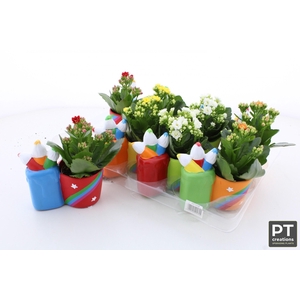 ARR KALANCHOE