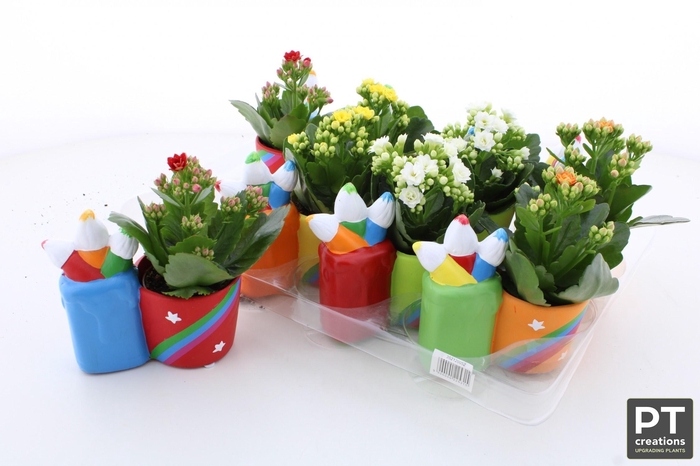 <h4>ARR KALANCHOE</h4>
