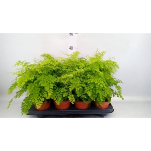Adiantum raddi. 'Fragrans'
