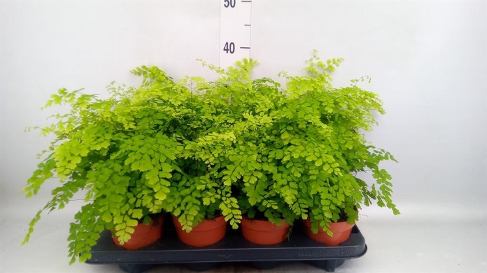 <h4>Adiantum raddi. 'Fragrans'</h4>