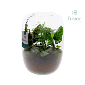 Green BottleIsabella XLarge met groene planten