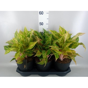 Aglaonema   ...