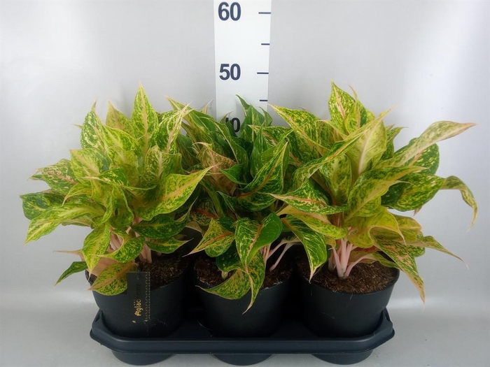 <h4>Aglaonema   ...</h4>