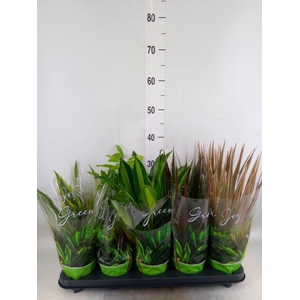 Planten Groen   ...mix  6