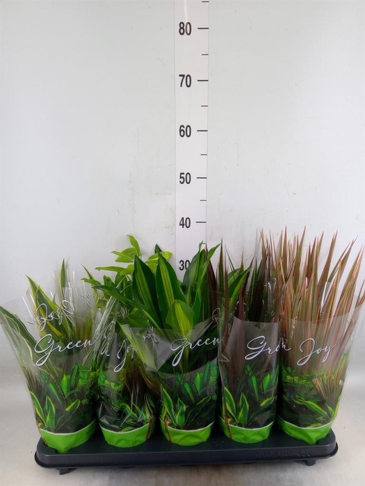 <h4>Planten Groen   ...mix  6</h4>