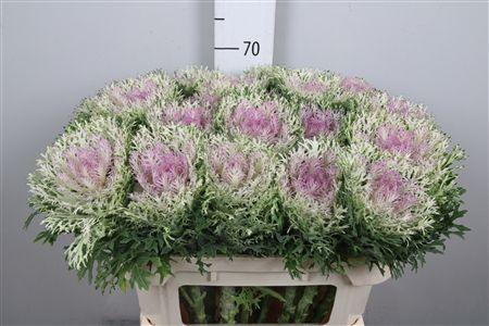 <h4>Brass Crane King</h4>