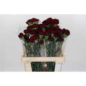 Dianthus St Zurigo