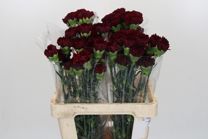 <h4>Dianthus St Zurigo</h4>