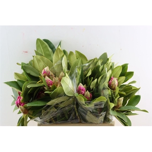 Rhodo Cerise 50cm P Bunch
