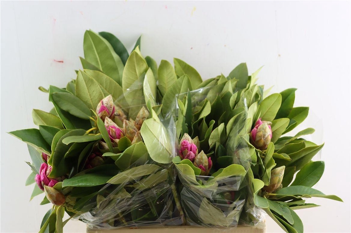 <h4>Rhodo Cerise 50cm P Bunch</h4>