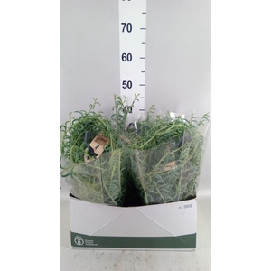 Senecio   ...