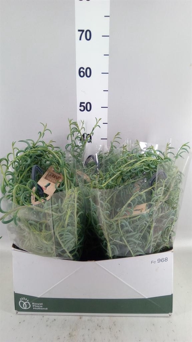 <h4>Senecio   ...</h4>