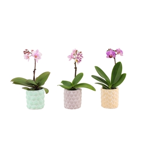 Phalaenopsis 3D Keramiek Tiny Dolls Mix 1T7+ Aqu@