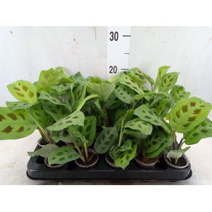 Maranta leuc. 'Kerchoveana'