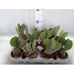 Opuntia microdasys