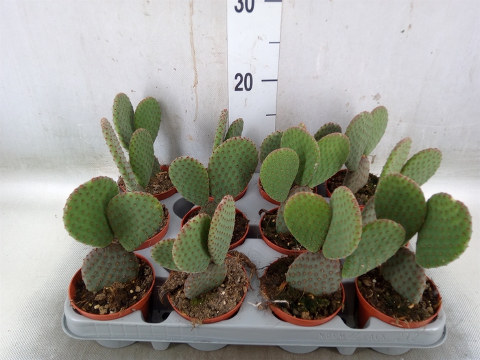 <h4>Opuntia microdasys</h4>