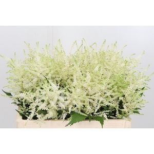 Astilbe Washingthon