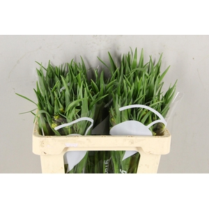 FRIT UVA-VULPIS 045CM