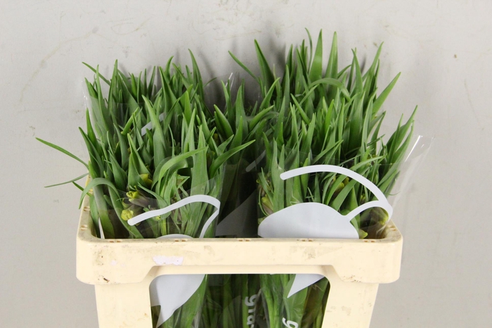 <h4>FRIT UVA-VULPIS 045CM</h4>