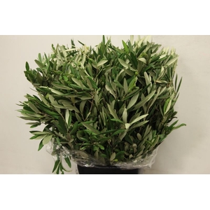 BLAD OLIJF P/BOS