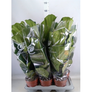 Ficus lyrata